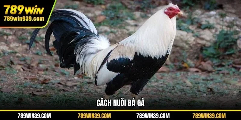 cách nuôi gà đá