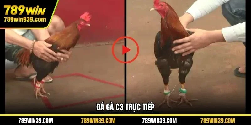 Đá gà C3 trực tiếp