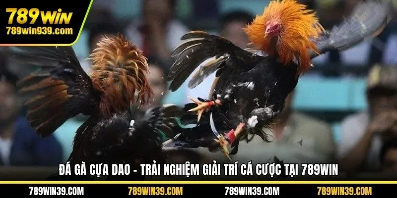 Đá Gà Cựa Dao - Trải Nghiệm Giải Trí Cá Cược Tại 789WIN