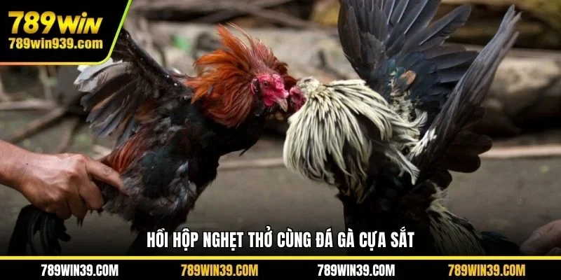 Hồi hộp nghẹt thở cùng đá gà cựa sắt